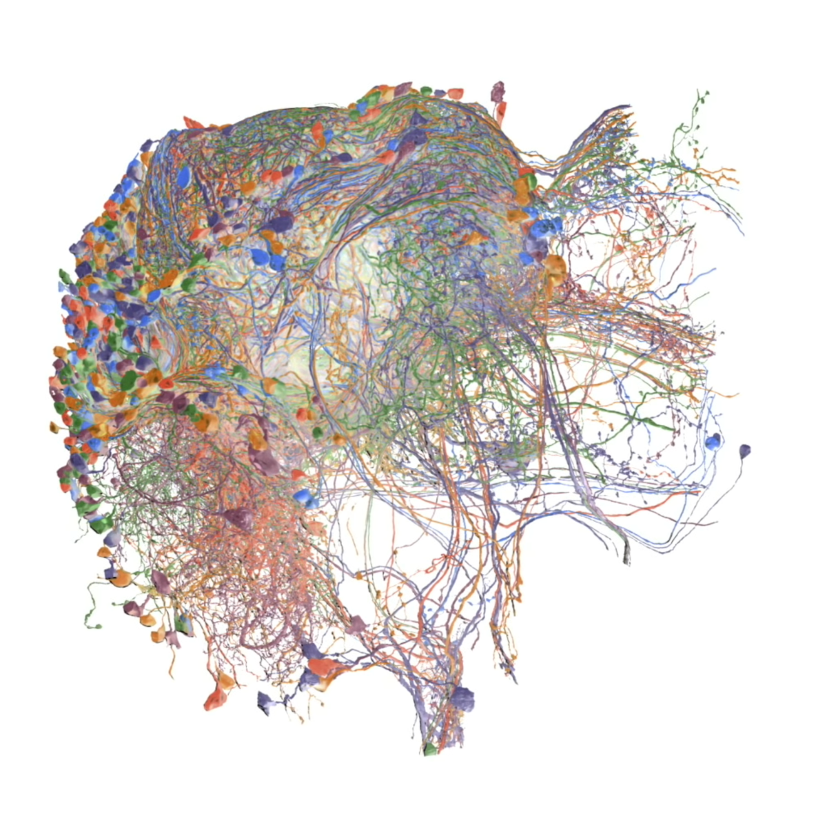 Hemibrain render, Drosophila brain
