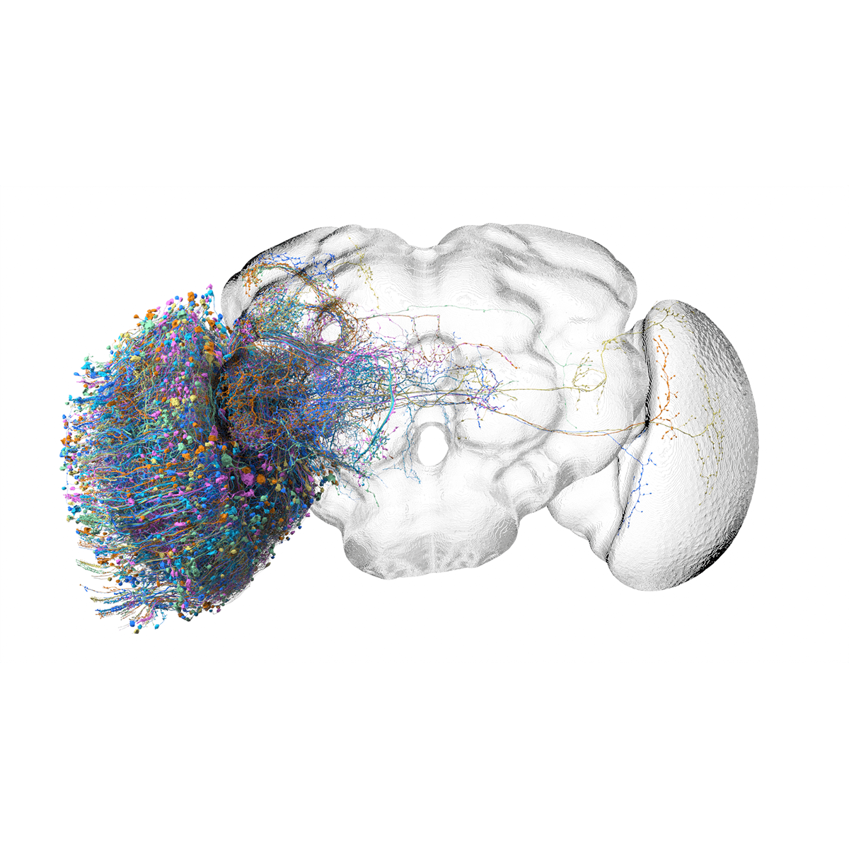 MAOL render, Drosophila optic lobe
