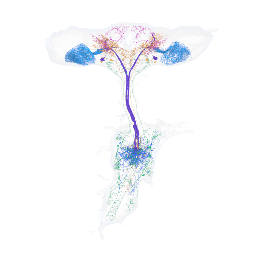 BANC render, Drosophila central nervous system