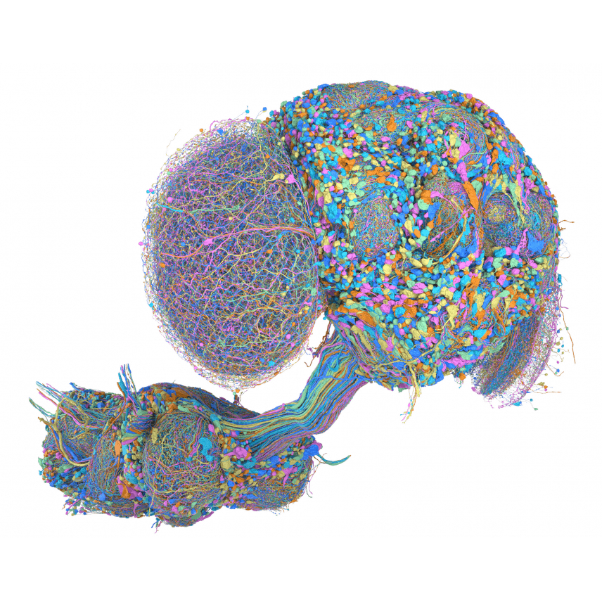 MCNS render, Drosophila central nervous system