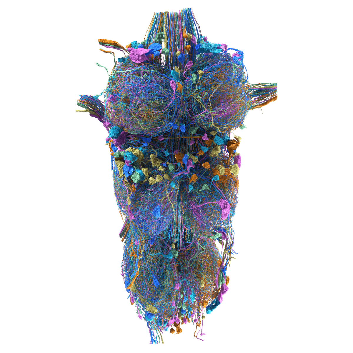 MANC render, Drosophila nerve cord