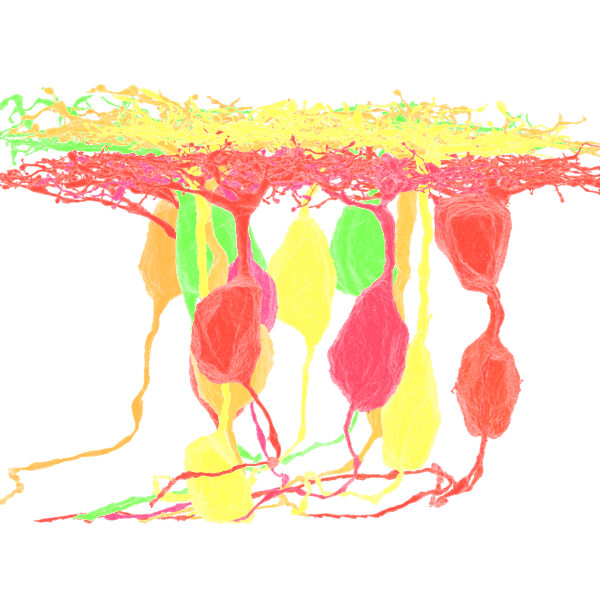 HFseg1 render, Human foveal retina