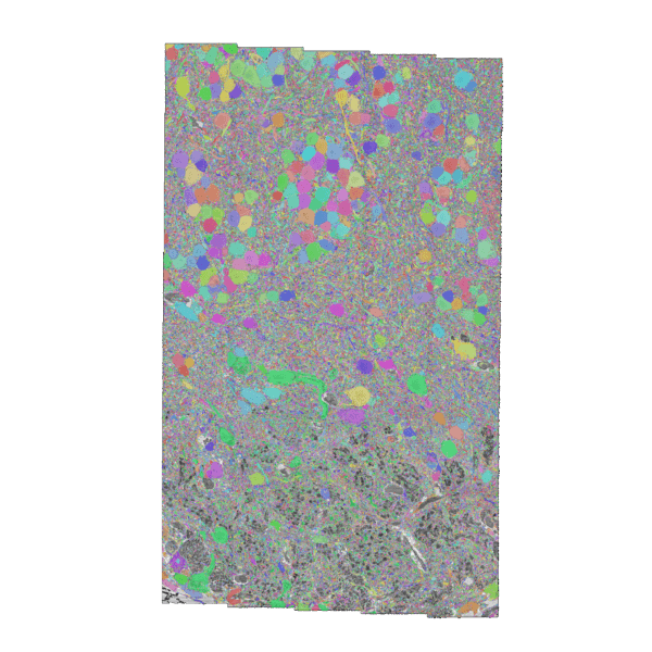 ADULTOB render, Zebrafish olfactory bulb