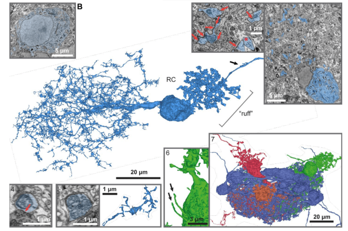 Deep anatomical and ultrastructural classification of neurons in the zebrafish olfactory bulb