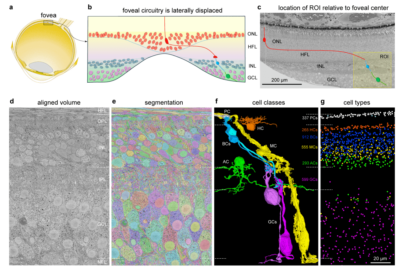 Approaching a connectome of the human foveal retina
