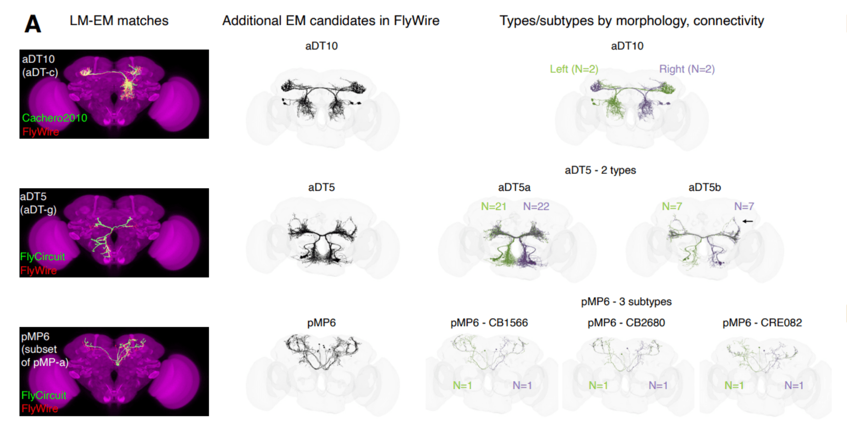 Sexually-dimorphic neurons in the Drosophila whole-brain connectome