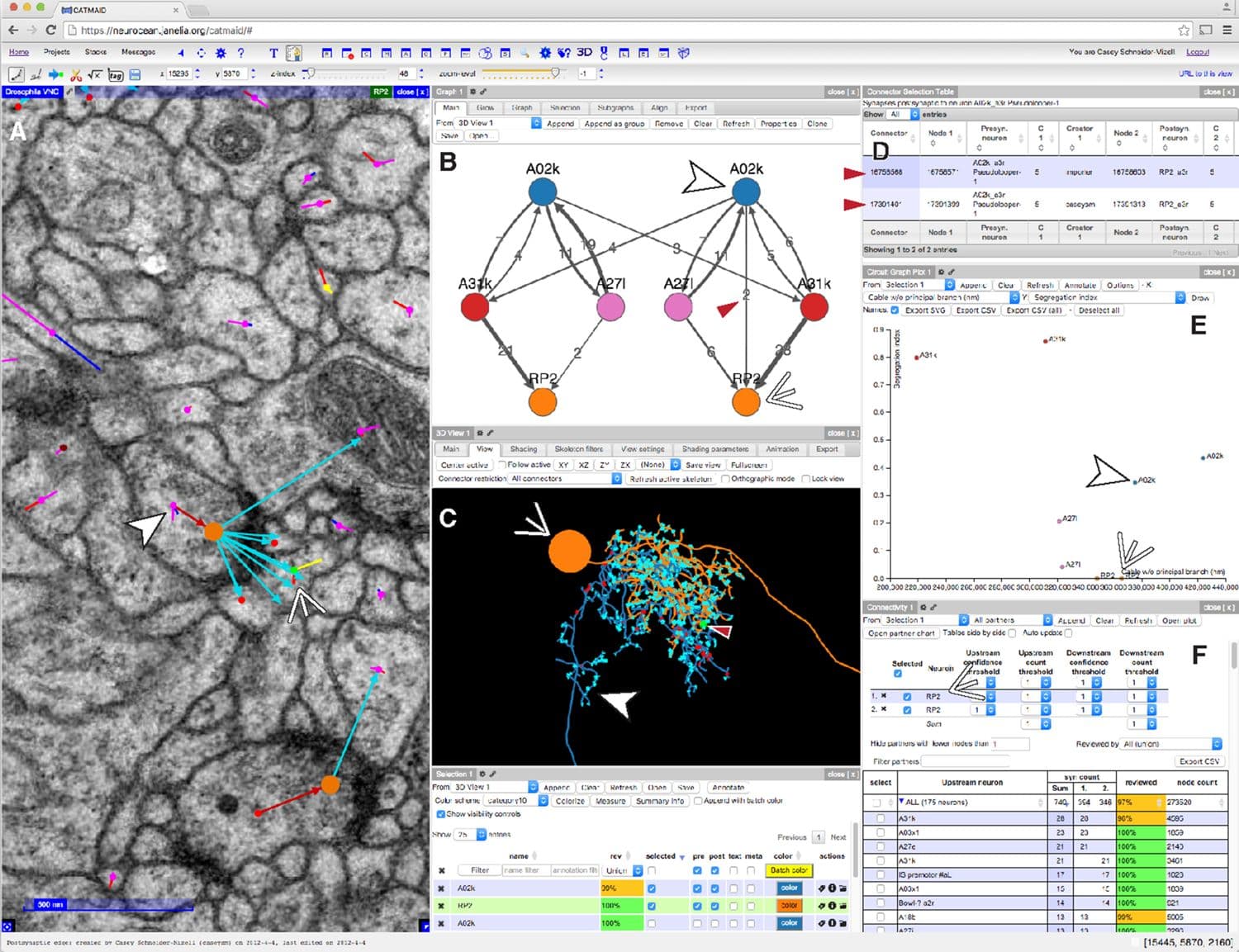 Quantitative neuroanatomy for connectomics in Drosophila
