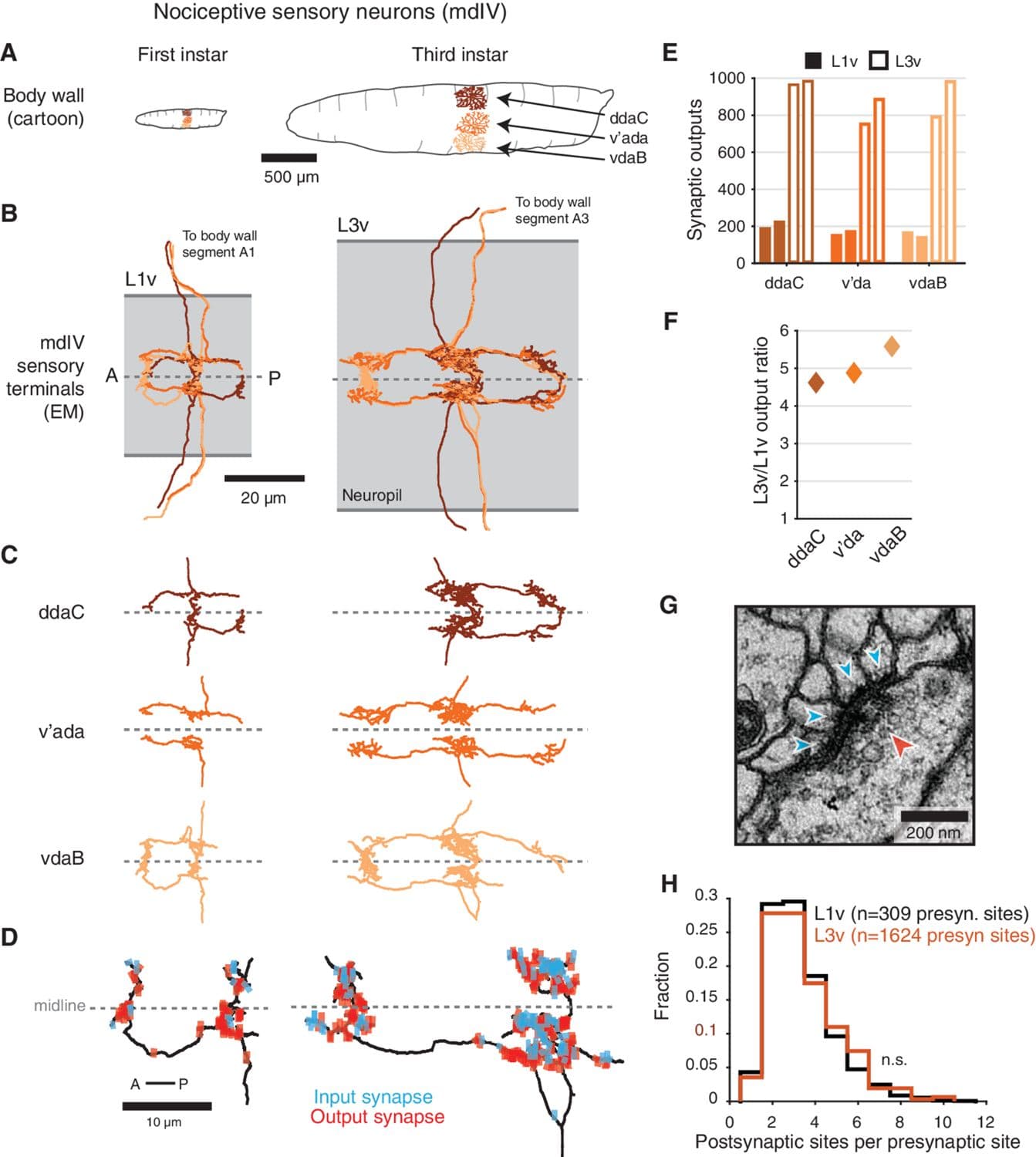 Conserved neural circuit structure across Drosophila larval development revealed by comparative connectomics