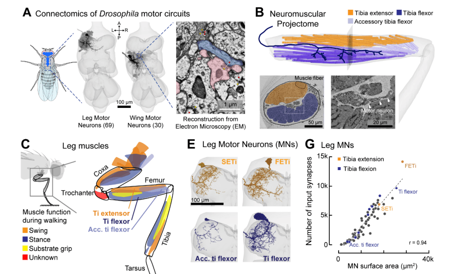 Synaptic architecture of leg and wing premotor control networks in Drosophila
