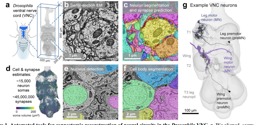 Connectomic reconstruction of a female Drosophila ventral nerve cord