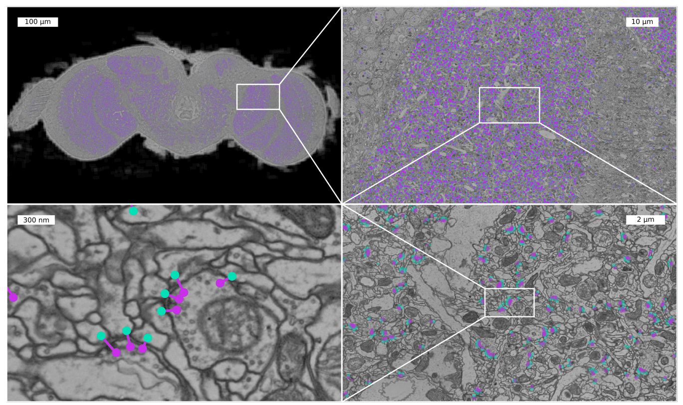 Automatic detection of synaptic partners in a whole-brain Drosophila electron microscopy data set